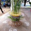 Pongal festival of Alayadivembu Divisional Secretariat-2021